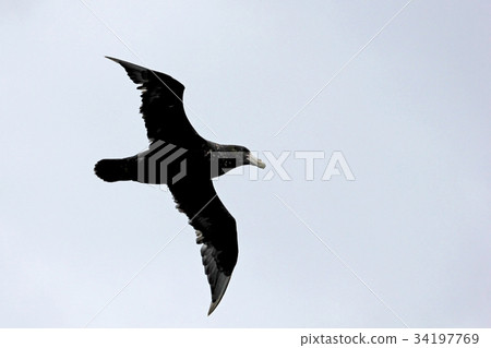 Southern giant petrel flying in the skies of Southern giant petrel flying in the skies of 34197769
