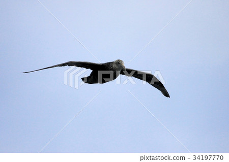 Southern giant petrel flying in the skies of Southern giant petrel flying in the skies of 34197770