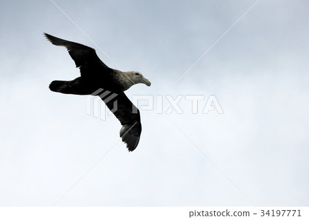 Southern giant petrel flying in the skies of Southern giant petrel flying in the skies of 34197771