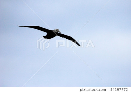 Southern giant petrel flying in the skies of Southern giant petrel flying in the skies of 34197772