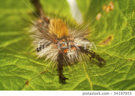 big, hairy caterpillar big, hairy caterpillar 34197955