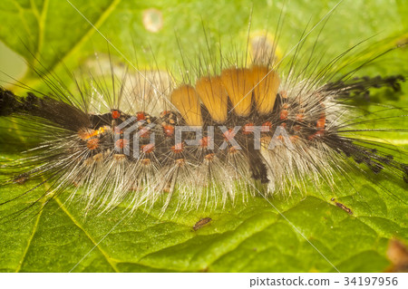 big, hairy caterpillar big, hairy caterpillar 34197956