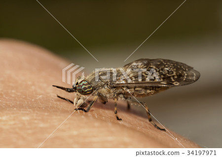 horsefly on hand horsefly on hand 34197971