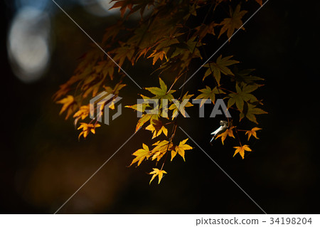 Tsurushima Hachimangu Shrine Chigasaki-shi, Kanagawa Prefecture Autumn leaves Tsurushima Hachimangu Shrine Chigasaki-shi, Kanagawa Prefecture Autumn leaves 34198204