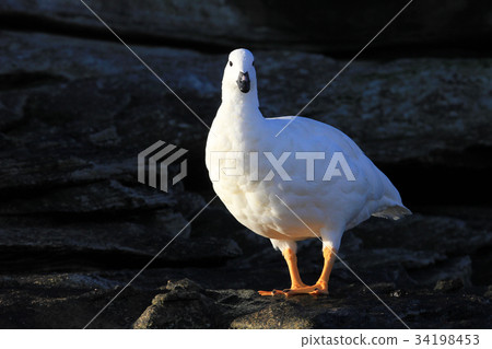 White male of Kelp goose, chloephaga hybrida, in White male of Kelp goose, chloephaga hybrida, in 34198453
