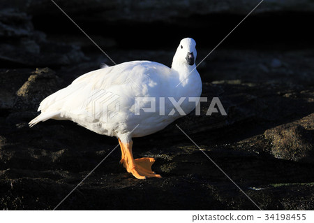 White male of Kelp goose, chloephaga hybrida, in 34198455