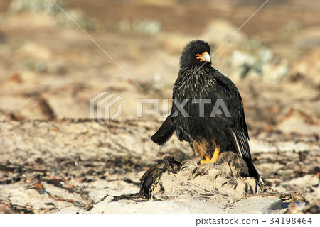 Striated Caracara, phalcoboenus australis Striated Caracara, phalcoboenus australis 34198464