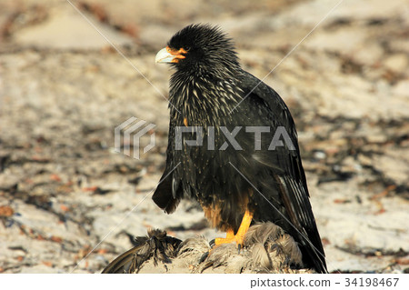 Striated Caracara, phalcoboenus australis Striated Caracara, phalcoboenus australis 34198467