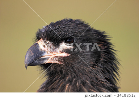 Striated Caracara, phalcoboenus australis 34198512
