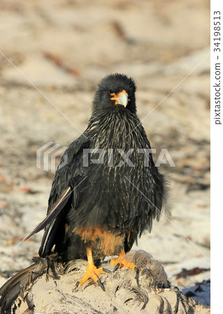 Striated Caracara, phalcoboenus australis Striated Caracara, phalcoboenus australis 34198513