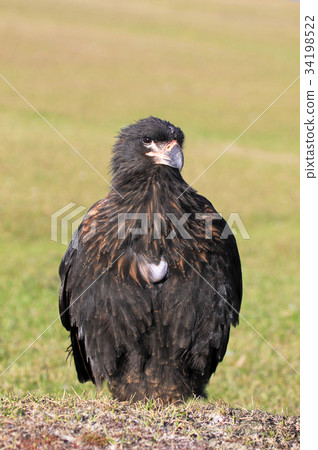 Striated Caracara, phalcoboenus australis Striated Caracara, phalcoboenus australis 34198522