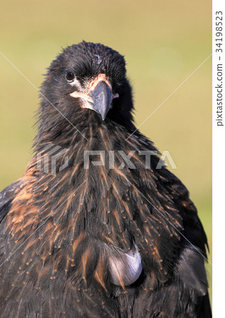 Striated Caracara, phalcoboenus australis Striated Caracara, phalcoboenus australis 34198523