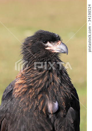 Striated Caracara, phalcoboenus australis Striated Caracara, phalcoboenus australis 34198524
