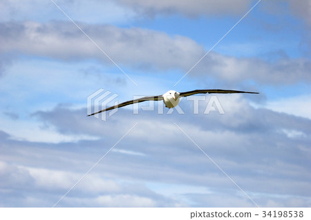 Flying Black Browed Albatross, thalassarche 34198538