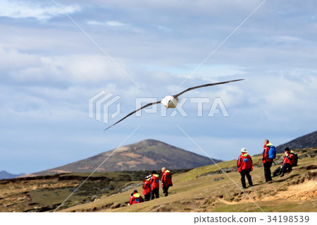Black Browed Albatross flying over people 34198539