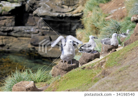Black Browed Albatross, thalassarche melanophris 34198540