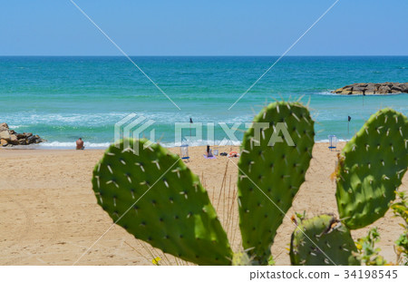 Prickly pear cactus at beach of the Mediterranean 34198545