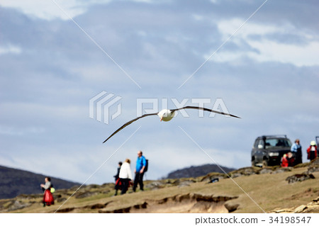 Black Browed Albatross flying over people 34198547