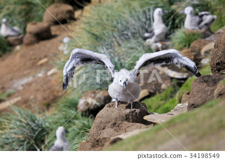 Black Browed Albatross, thalassarche melanophris 34198549
