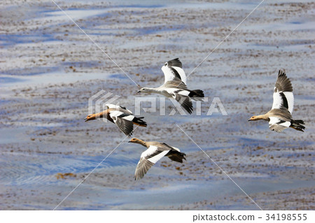 Flying Kelp Geese, Falkland Islands 34198555