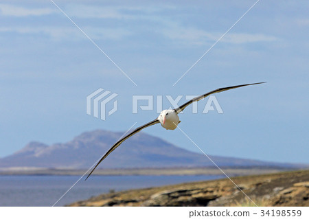 Flying Black Browed Albatross, thalassarche 34198559