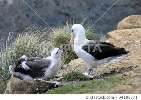 Black Browed Albatross, thalassarche melanophris 34198571