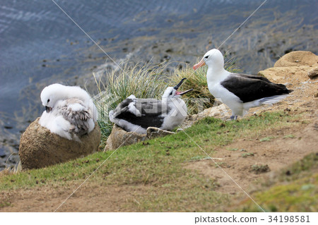 Black Browed Albatross, thalassarche melanophris 34198581