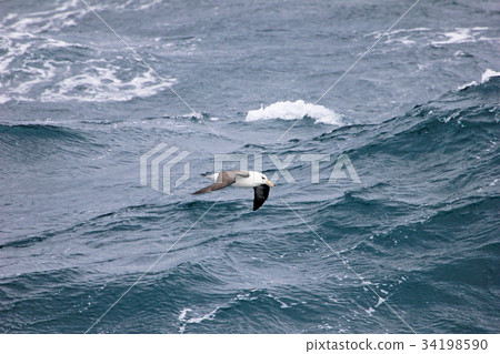 Flying Black Browed Albatross, thalassarche 34198590