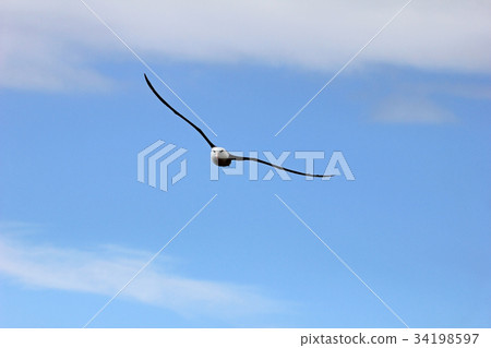 Flying Black Browed Albatross, thalassarche 34198597