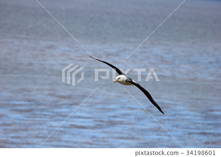 Flying Black Browed Albatross, thalassarche 34198601