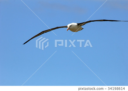 Flying Black Browed Albatross, thalassarche 34198614