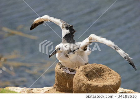 Black Browed Albatross, thalassarche melanophris 34198616
