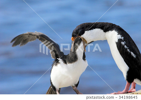 Imperial Shag Cormorant, phalacrocorax atriceps 34198645