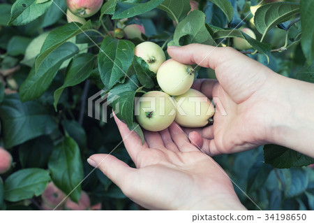 A woman hand picking a red ripe apple from the 34198650