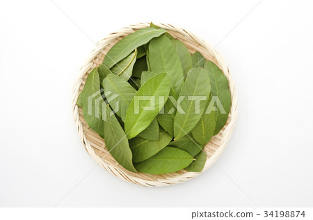 番石榴葉 34198874