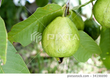 Guava Guava 34198890