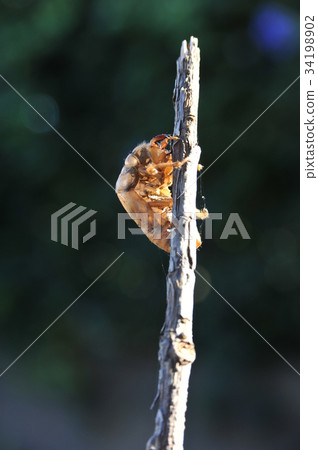 研討會外殼 研討會外殼 34198902