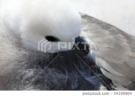 Black Browed Albatross, thalassarche melanophris 34198904