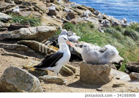 Black Browed Albatross, thalassarche melanophris 34198906