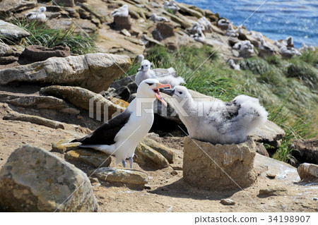 Black Browed Albatross, thalassarche melanophris 34198907