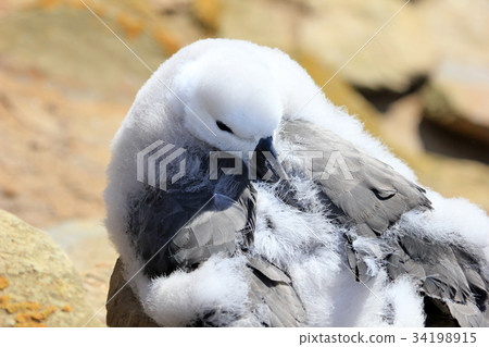 Black Browed Albatross, thalassarche melanophris 34198915