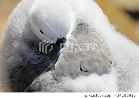 Black Browed Albatross, thalassarche melanophris Black Browed Albatross, thalassarche melanophris 34198916