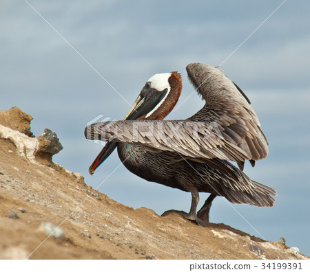 Galapagos Pelican 34199391