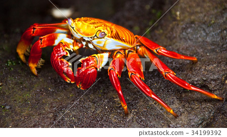 Sally Lightfoot Crab 34199392