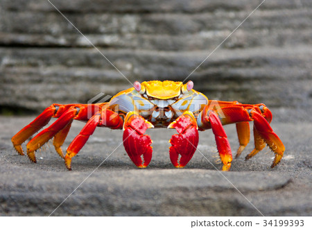 Sally Lightfoot Crab Sally Lightfoot Crab 34199393