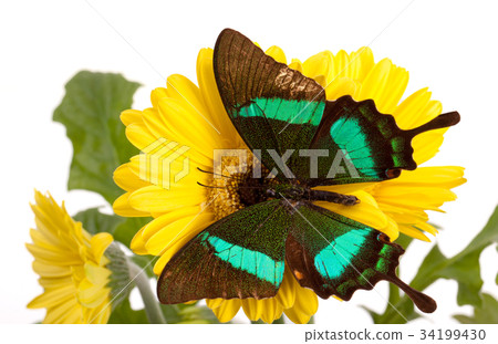 Emerald Swallowtail Butterfly Emerald Swallowtail Butterfly 34199430