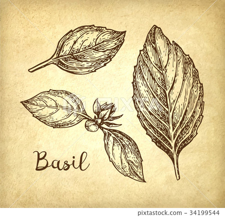 Basil ink sketch 34199544