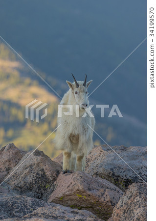 Mountain Goat Mountain Goat 34199570