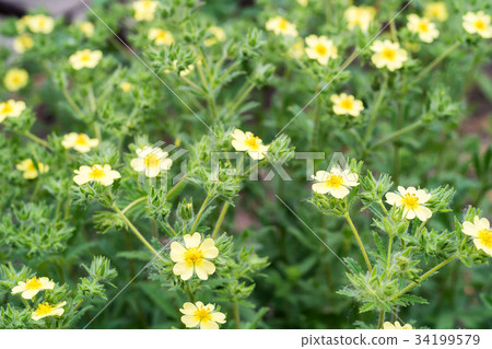 Cultivar shrubby cinquefoil or Dasiphora fruticosa Cultivar shrubby cinquefoil or Dasiphora fruticosa 34199579