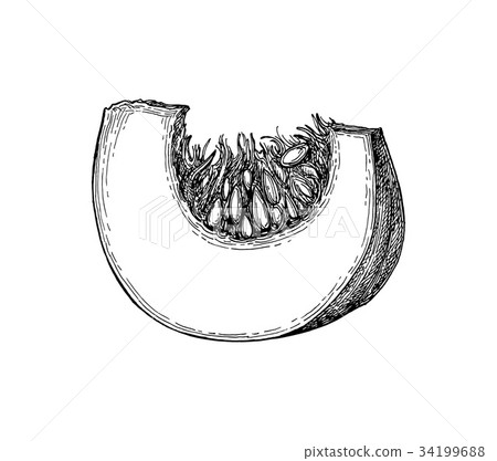 Ink sketch of pumpkin piece 34199688